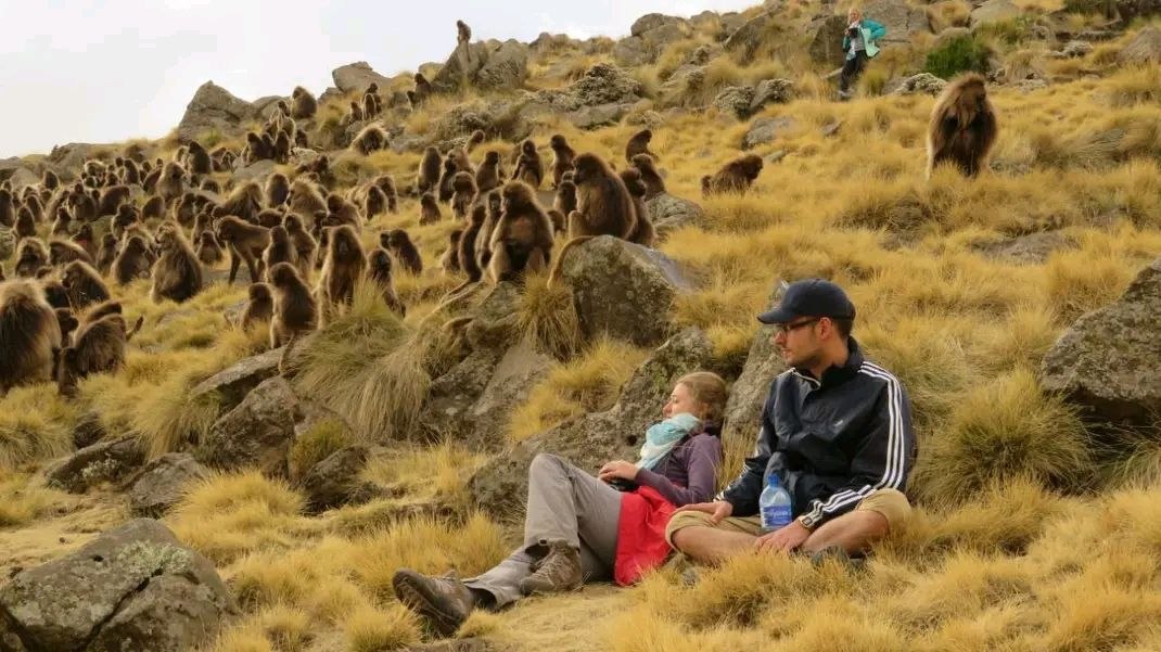 Wildlife Tours
